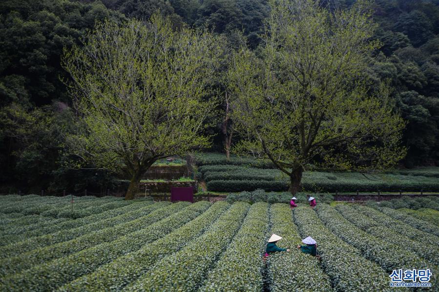 （经济）（1）西湖龙井“明前茶”开采
